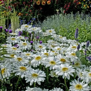 Leucanthemum x superbum ‘Wirral Supreme’ – Chrysanthemum maximum of gardens – Chrysanthemum x superbum – Shasta Daisy – get a quote