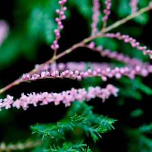Tamarix ramosissima ‘Pink Cascade’ – Tamarix pentandra ‘Pink Cascade’ – Five-stamen Tamarisk – Late Tamarisk – Tamarisk – Tamarisk Salt Cedar – get a quote