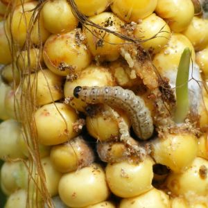 European Corn Borer – Ostrinia nubilalis get a quote