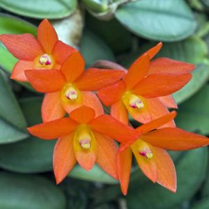 Sophronitis – Orchids get a quote