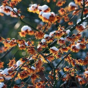 Buy Late Winter Plants