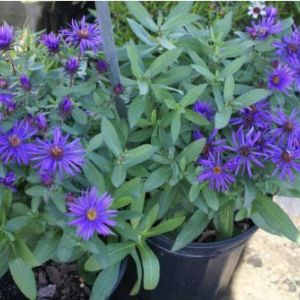Aster ‘Purple Dome’ – New England aster – get a quote