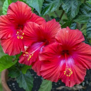 Hibiscus – annual get a quote