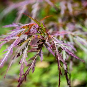 Acer palmatum ‘Red Dragon’ – Maple get a quote