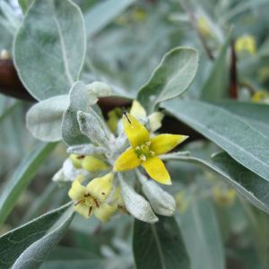 Elaeagnus commutata – Elaeagnus argentea – Silverberry – get a quote