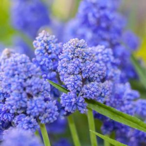 Muscari armeniacum ‘Blue Spike’ – Muscarimia – Grape Hyacinth – get a quote