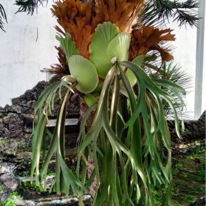 Platycerium hillii – Elk’s Horn – Staghorn Fern – get a quote