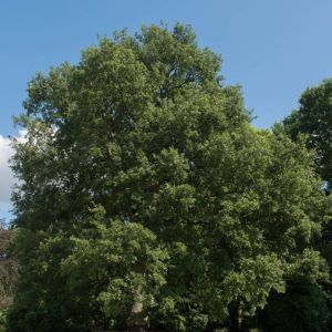 Quercus x hispanica ‘Lucombeana – Quercus x lucombeana – Quercus x lucombeana ‘William Lucombe’ – Lucombe Oak – Quercus x pseudosuber – Spanish Oak – Oak – get a quote