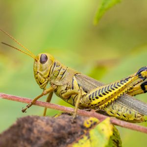 Differential Grasshopper – Melanoplus differntialis get a quote