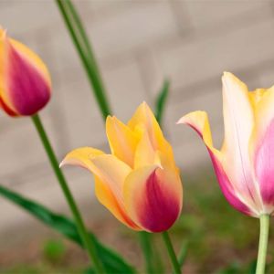 Tulipa ‘Blushing Lady’  – Tulip ‘Blushing Lady’ get a quote