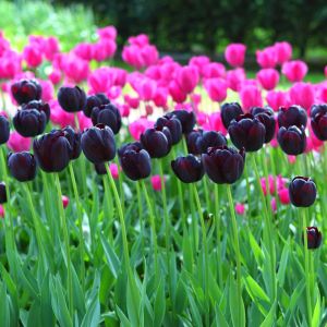 Tulipa  ‘Queen of Night and Pink Diamonds’ –  Tulip  ‘Queen of Night and Pink Diamonds’ get a quote