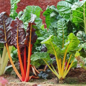 Swiss Chard – Beta – Beet – get a quote