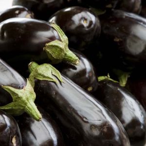 Eggplant – Black Beauty Eggplant – Solanum get a quote