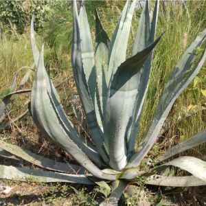 Agave franzosinii – Majestic Agave – get a quote