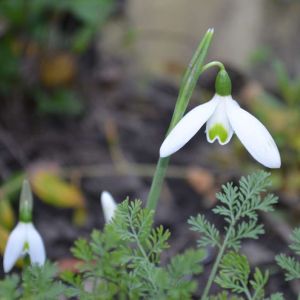 Galanthus reginae-olgae – Galanthus corcyrensis – Snowdrop – get a quote