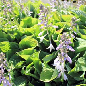 Hosta ‘rectifolia’ – Plantain Lily ‘rectifolia’ get a quote