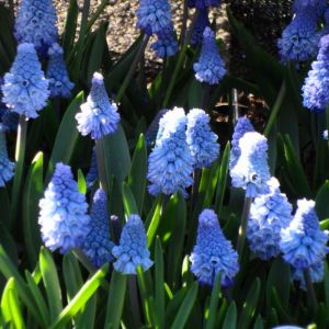 Muscari azureum – Hyacinthus azureus – Pseudomuscari azureum – Muscarimia – Grape Hyacinth – get a quote