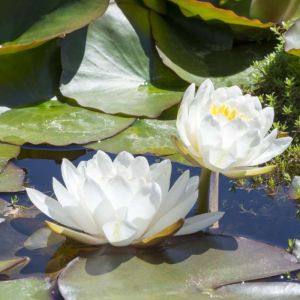 Nymphaea caroliniana ‘Nivea’ – Waterlily – get a quote