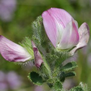 Ononis repens – Common restharrow – Restharrow – get a quote