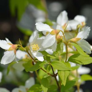 Philadelphus ‘Dame Blanche’ – Mock Orange – get a quote