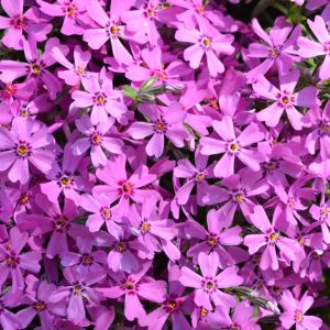 Phlox subulata ‘Crimson Beauty’ – Moss Phlox get a quote