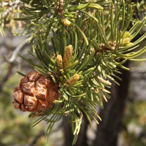Pinus edulis – Pinyon Pine – Nut Pine – Rocky Mountain Pinon – Pine – get a quote