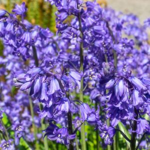 Hyacinthoides h. ‘Excelsior’ – Endymion – Bluebell  – bulb get a quote