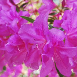 Rhododendron – Korean azalea – Azalea ‘Poukanensis compacta’ get a quote