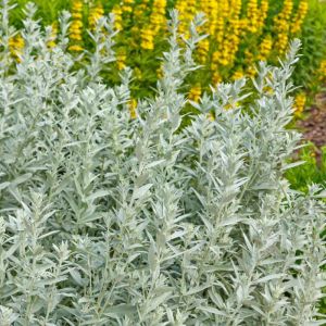 Artemisia ludoviciana – Artemisia palmeri – Artemisia purshiana – Western Mugwort – White Sage – Mugwort – Sagebrush – Wormwood get a quote