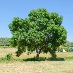 Fraxinus angustifolia – Fraxinus oxycarpa – Narrow-leaved Ash – Ash – get a quote