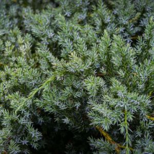 Juniperus squamata ‘Meyeri’ – Hollywood Juniper – Singleseed Juniper – Squamata Juniper – Sabina – Juniper get a quote