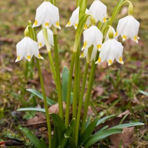 Leucojum vernum var. carpathicum – Spring Snowflake – Snowflake – get a quote