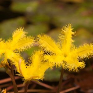 Nymphoides crenata – Yellow Water Snowflake – Floating Heart – Fairy Waterlily – Water Snowflake – get a quote