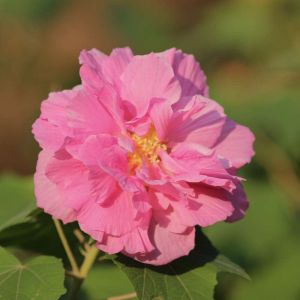 Rosa x odorata ‘Mutabilis – Rose chinensis ‘Mutabilis’ – Rose ‘Mutabilis’ – Rose ‘Tipo Ideale’ get a quote