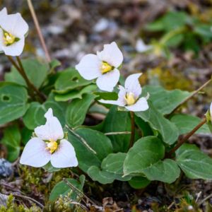 Trillium rivale – Brook Wakerobin – Trinity Flower – Wakerobin – Wood Lily – get a quote