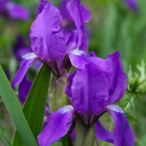 Iris ‘Aachen Elf’ – Iris aphylla – Iris benacenis – Iris bohemica – Iris melzeri get a quote