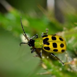 Spotted Cucumber Beetle – Southern Corn Rootworm – Diabrotica get a quote