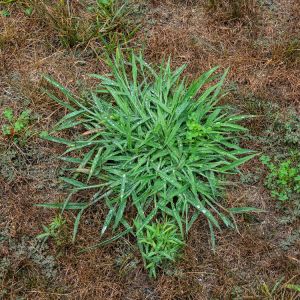 Quackgrass get a quote