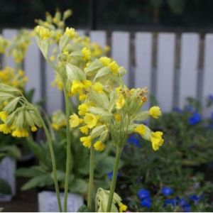 Primulia veris – Primrose – English Cowslip – get a quote