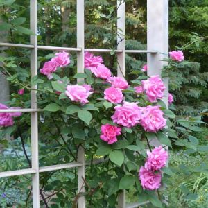 Rosa ‘Zephirine Drouhin’ – Thornless Rose – Rose ‘Zephirine Drouhin’ get a quote