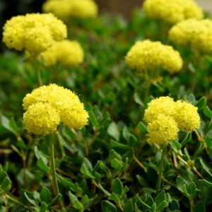 Eriogonum umbellatum – Sulfur Buckwheat – St. Catherine’s Lace – Wild Buckwheat – Umbrella Plant – get a quote