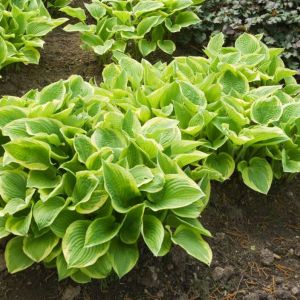 Hosta ‘Shade Fanfare’ – Plantain Lily ‘Shade Fanfare’ get a quote