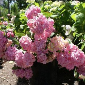 Hydrangea macrophylla ‘Nigra’ – Bigleaf Hydrangea – Garden Hydrangea – Florist’s Hydrangea – get a quote