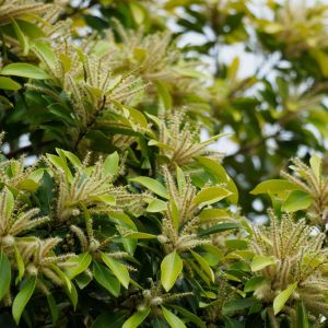 Lithocarpus edulis – get a quote