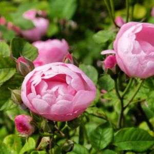 Rosa ‘Raubritter’ – Rose ‘Macrantha Raubritter’ – Rose ‘Raubritter’ get a quote