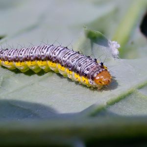 Cross-striped Cabbageworm – Evergestis rimosalis get a quote