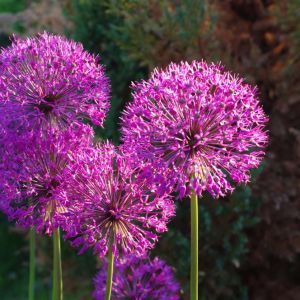 Allium christophii – Allium cristophii – Allium albopilosum – Stars of Persia – Onion  – bulb get a quote