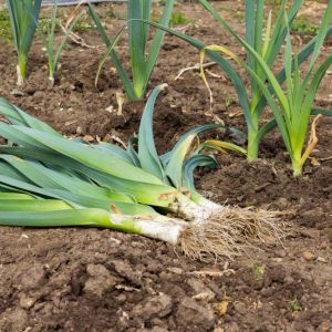 Leeks – Allium schoenoprasum – Chives get a quote