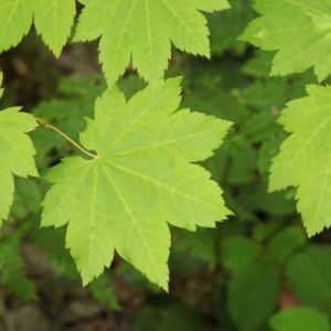 Acer Circinatum –  Vine Maple – Maple get a quote