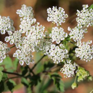 Chaerophyllum aureum – Golden Chervil – get a quote